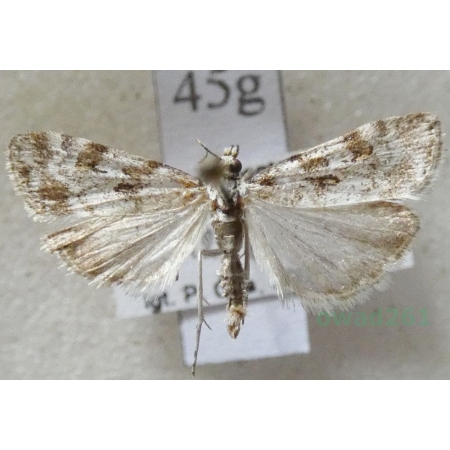 Scoparia pyralella (Denis & Schiffermüller, 1775) Zamiotka murawowa Czech45g